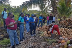 Visiting Roopan Ramotar’s Pomeroon coconut estate