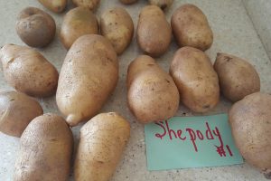 Locally grown potatoes