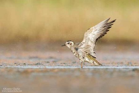 An American Golden-Plover (Pluvialis dominica) flaps its wings after bathing at pond in Linden, Guyana (Photo by Kester Clarke www.kesterclarke.net)