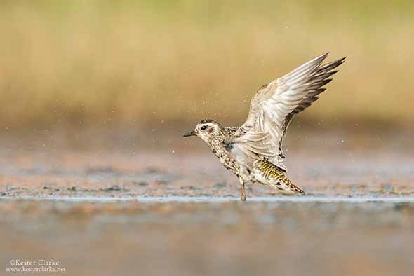 An American Golden-Plover (Pluvialis dominica) flaps its wings after bathing at pond in Linden, Guyana (Photo by Kester Clarke www.kesterclarke.net)