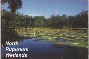 Wetlands in the North Rupununi (North Rupununi District Development Board photo)