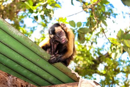 This little monkey seems to be deep in thought - Santa Mission, Essequibo Islands. (Photo by Mariah Lall