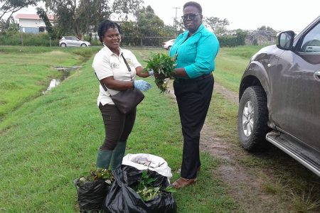 NAREI’s Research Assistant Aretha Peters (left) handing the sweet potato slips over to the GPS’ Chief Agricultural Officer Maple Blades. (NAREI photo)