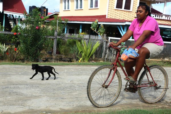 A young woman rides out with her three parrots
