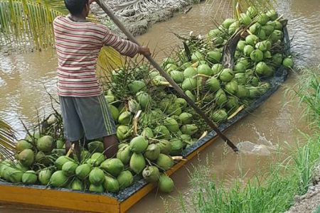 Transporting coconuts in the Pomeroon River