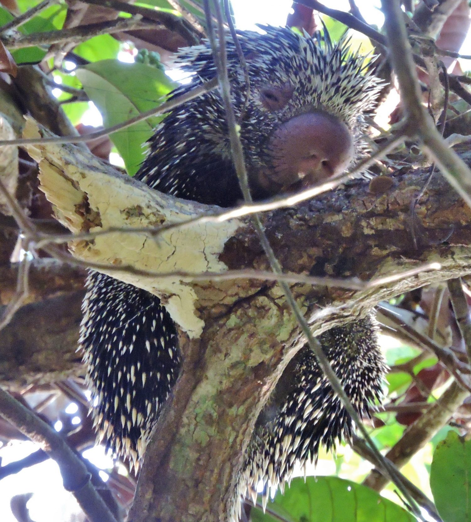 A Brazilian porcupine observed in a tree at GFC’s Yarrowkabra Field Station