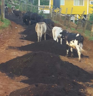 The stray herd of cattle wandering through School Street in Port Kaituma.