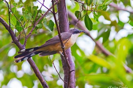 Mangrove Cuckoo (Coccyzus minor) in Abary, Mahaica-Berbice (Photo by Kester Clarke www.kesterclarke.net)