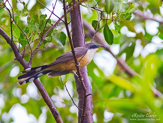 Mangrove Cuckoo (Coccyzus minor) in Abary, Mahaica-Berbice (Photo by Kester Clarke www.kesterclarke.net)