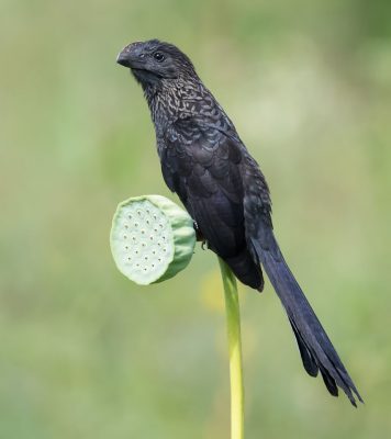 Smooth-billed Ani (Crotophaga ani) on a lotus seedpod in the Botanical Gardens, Georgetown, Guyana (Photo by Kester Clarke www.kesterclarke.net)