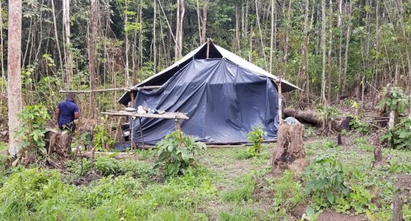 A section of one of the farms that was being cultivated with a makeshift camp in the background.  (Police photo)