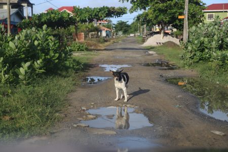 A stray dog in Cornelia Ida, West Coast Demerara similar to the ones fed by Noreen Gaskin and her staff (photo by Terrence Thomas)