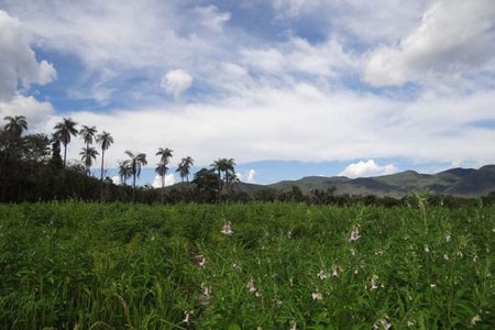 Sesame plantations in community Vao de Almas in Quilombo Kalunga, in Goias state, in March 15, 2018. Thomson Reuters Foundation/Karla Mendes