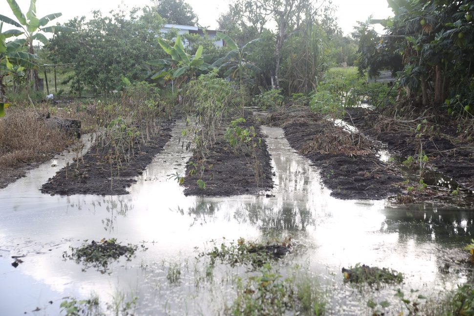 Withering cassava plants which were destroyed as a result of flooding on Monday. (Photo by Terrence Thompson)
