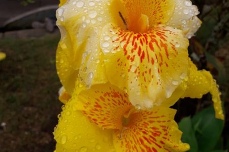 Canna Lilies in full bloom with raindrops, taken in Pomeroon (photo by Joanna Dhanraj)