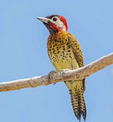 A male Spot-breasted Woodpecker (Colaptes punctipectus) perched on the Abary River trail, Guyana (Photo by Kester Clarke www.kesterclarke.net)