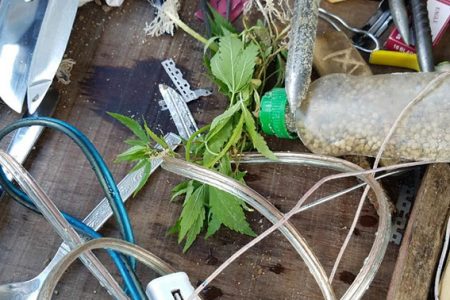 The cannabis plant (centre) that was found during a raid at the Lusignan Prison (Police photo)
