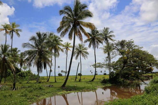 After a little rain, this four-foot drain was flooded; the rice fields can be seen behind.
