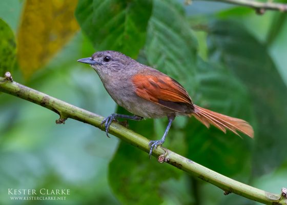 Plain-crowned Spinetail (Synallaxis gujanensis) along the road in Rockstone Village, Guyana
(Photo by Kester Clarke/www. kesterclarke.net)