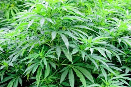 In the money: A marijuana plant