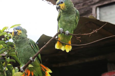 Noisy parrots
