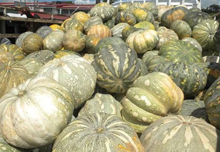 Pumpkins are among the most sought after local agricultural produce on the regional market