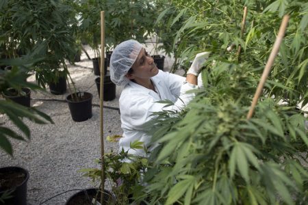 Going big: A marijuana farm in Canada