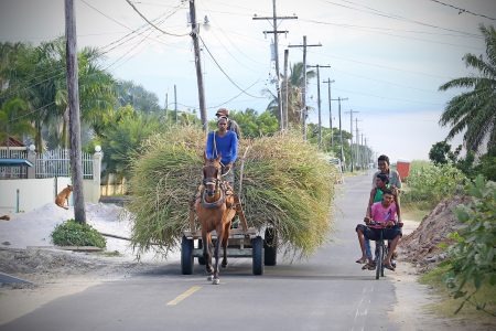 ‘Country’ life: A horse-drawn cart transporting freshly cut grass shares the road with three teenagers on a single bicycle at Lusignan. (Photo by Terrence Thompson)