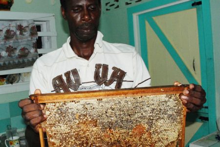 Beekeeper Linden Stewart displays a swarm