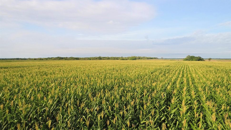 The corn cultivation at Ebini. (NF Agriculture photo)
