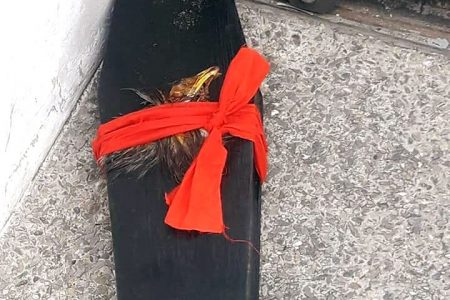 The black coffin discovered outside the Port of Spain Magistrate Court early this morning with a dead bird on it and wrapped with a red ribbon.
