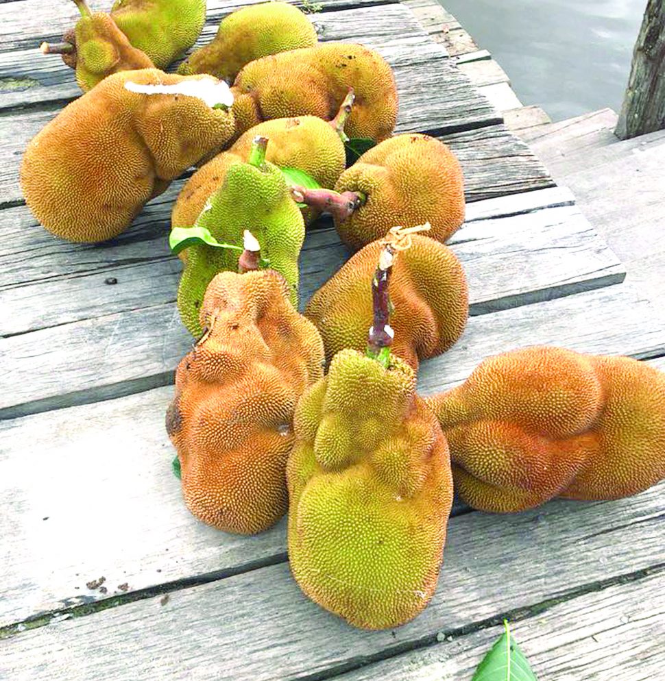 Freshly picked jackfruit laid out on the Orealla landing in the Corentyne River (Photo by David Papannah)