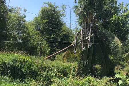 Danger? A broken utility pole on ‘A’ Field, Sophia reserve is awaiting the intervention of the Guyana Power and Light. The pole is broken at its base and is being propped up by the coconut tree. 