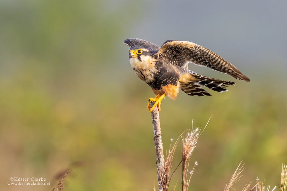 Aplomado Falcon (Falco femoralis) perched near Laluni Access Road (Photo by Kester Clarke www.kesterclarke.net)