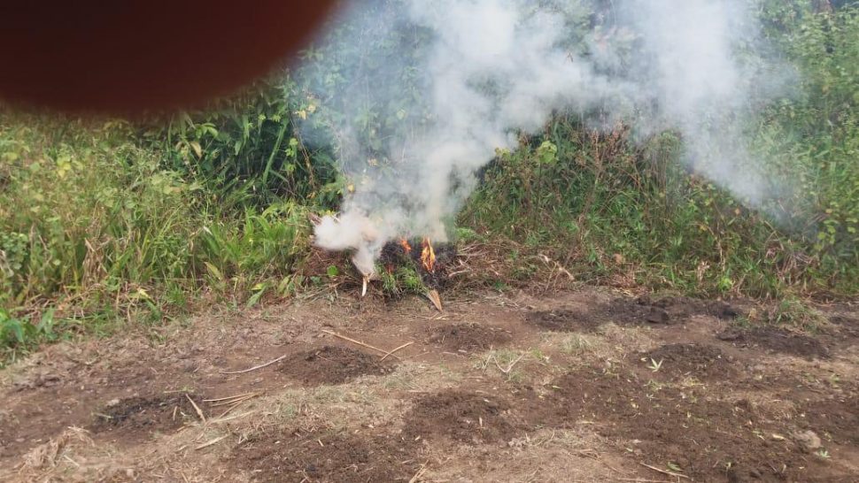 The plants being destroyed at the farm on Saturday. (Guyana Police Force photo)