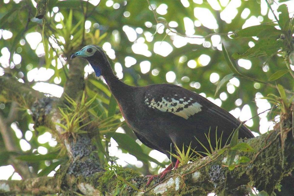 Pawi also known as the Trinidad Piping Guan or wild turkey.