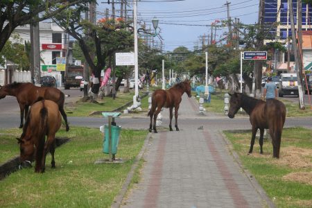Camp St Avenue racetrack? These horses were checking out the Camp Street Avenue yesterday.
