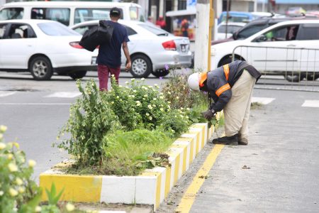 Every bit matters: This gardener was tending to plants on the divider in front of the Georgetown Magistrate’s Court yesterday.