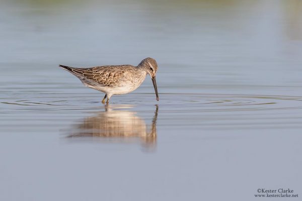 Stilt Sandpiper (Calidris himantopus) in a pond at Linden, Guyana (Photo by Kester Clarke www.kesterclarke.net)
