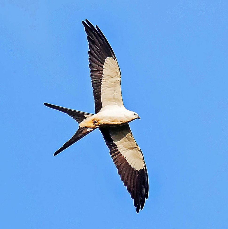 Swallow-tailed Kite (Elanoides
forficatus) in flight near Atta Lodge, Iwokrama Rainforest, Guyana (Photo by Kester Clarke www.kesterclarke.net)
