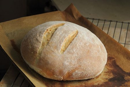 No-knead Bread (Photo by Cynthia Nelson)
