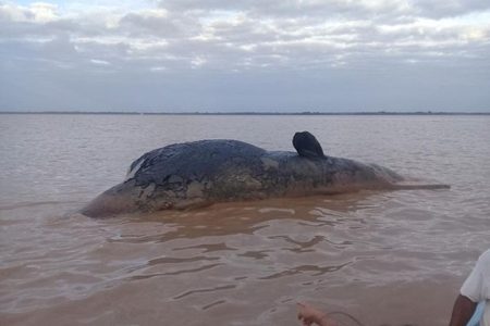 The male sperm whale that was spotted floating in the Essequibo River.
