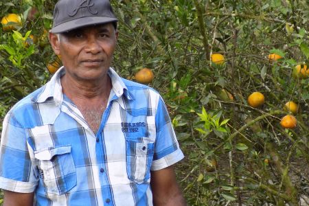 Markets wanted: St Lawrence’s Roy Budhoo standing in front of one of the scores of tangerine trees on his 131-acre farm
