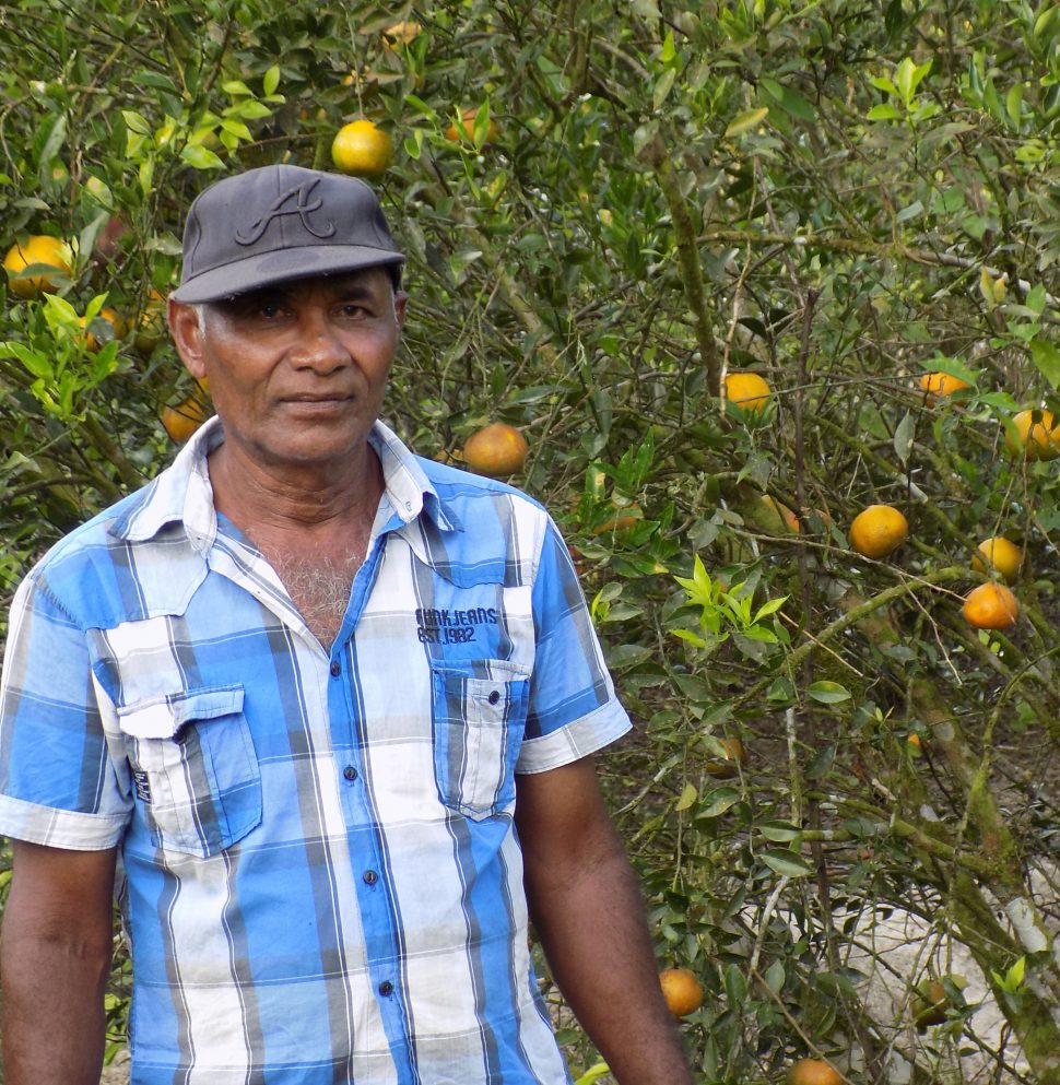 Markets wanted: St Lawrence’s Roy Budhoo standing in front of one of the scores of tangerine trees on his 131-acre farm
