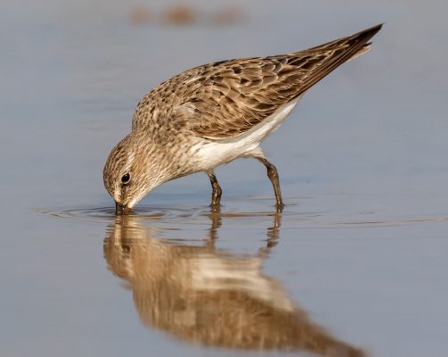 White-rumped Sandpiper (Calidris fuscicollis) at a pond in Linden (Photo by Kester Clarke www.kesterclarke.net)
