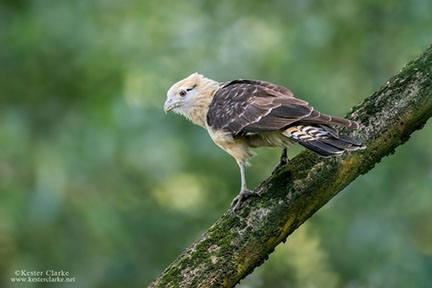 Yellow-headed Caracara (Milvago chimachima) in a flooded mangrove forest, Plastic City, Vreed-en-Hoop (Photo by Kester Clarke www.kesterclarke.net)
