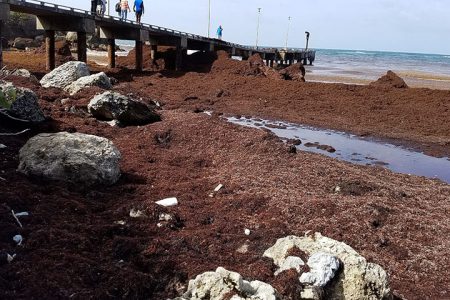 Consett Bay, on the east coast of Barbados, also experienced major Sargassum inundation during 2018. (CRFM photo)