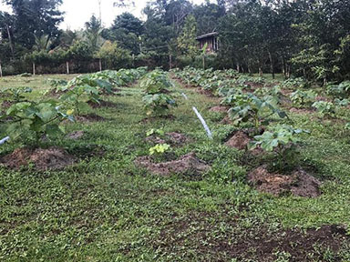 Crops on the farm belonging to Mahdia farmer Roger Hinds. (DPI photo)