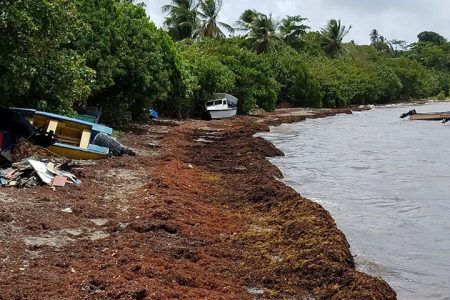 Huge masses of Sargassum have inundated beaches in Barbados. 