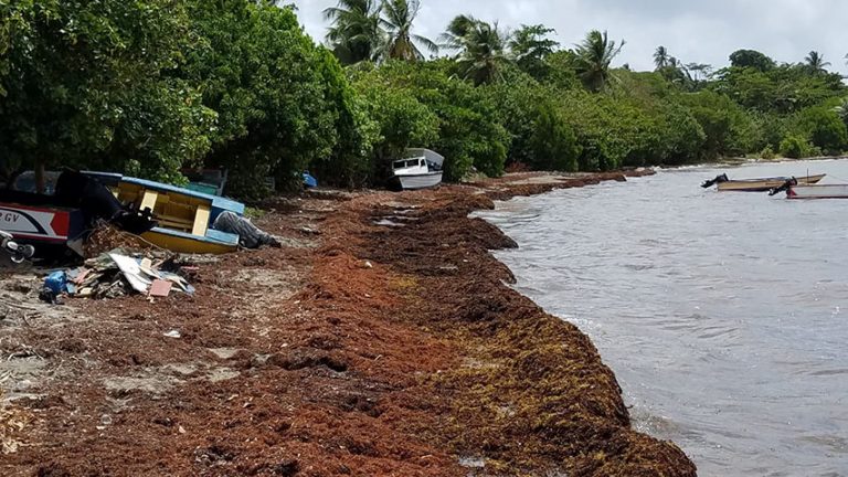 Caribbean shores saw unprecedented amounts of Sargassum last year ...